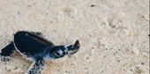 Turtle Conservation Project Turtle Conservation Project